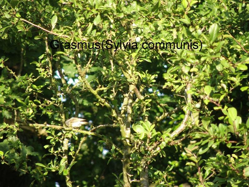 20100714h Welk vogeltje is dit.JPG